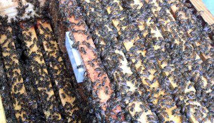 Keep an Eye on Your Hives