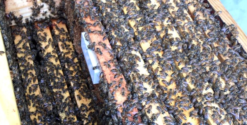 Keep an Eye on Your Hives