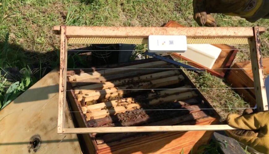 Install the device to beehive